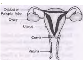 How do the Organisms Reproduce Exam Questions Class 10 Science