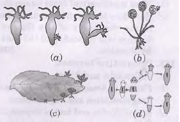 How do the Organisms Reproduce Exam Questions Class 10 Science