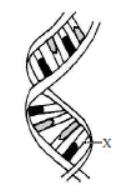 MCQ Chapter 9 Heredity And Evolution Class 10 Science