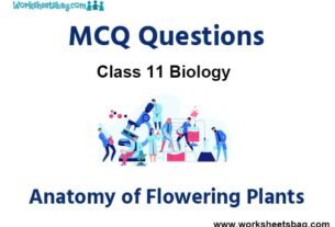 Anatomy of Flowering Plants MCQ Questions Class 11 Biology