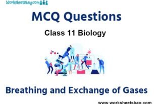 Breathing and Exchange of Gases MCQ Questions Class 11 Biology