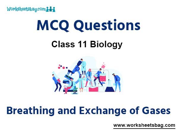 Breathing and Exchange of Gases MCQ Questions Class 11 Biology