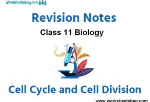 Notes Cell Cycle and Cell Division Class 11 Biology