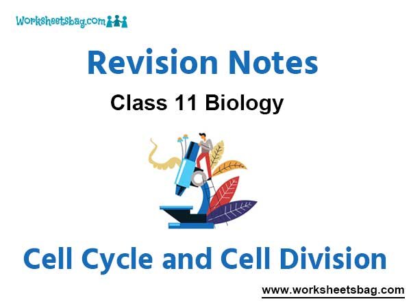 Notes Cell Cycle and Cell Division Class 11 Biology