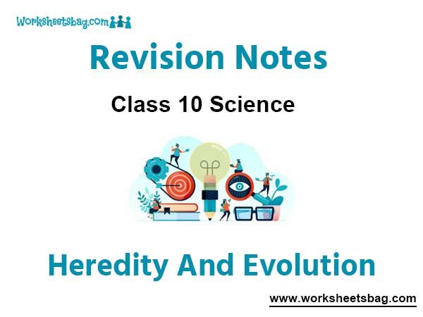 Heredity And Evolution Revision Notes