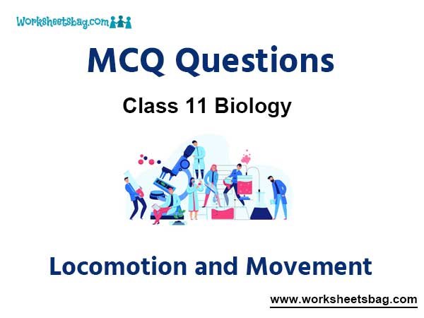 Locomotion and Movement MCQ Questions Class 11 Biology