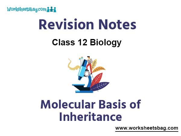 Notes Molecular Basis of Inheritance Class 12 Biology