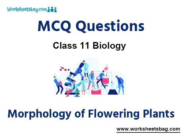 Morphology of Flowering Plants MCQ Questions Class 11 Biology