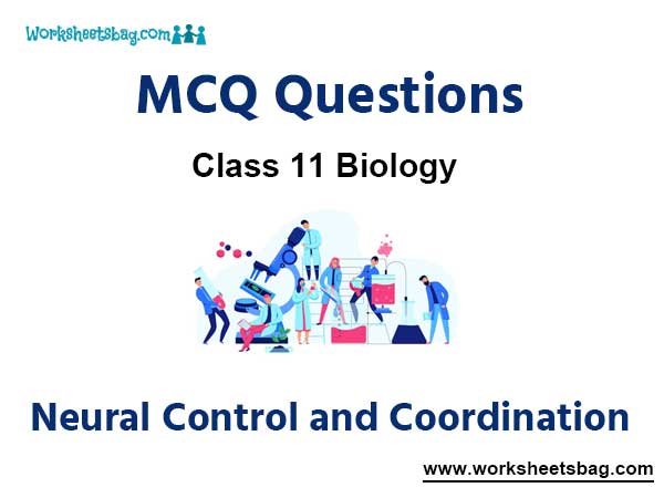 Neural Control and Coordination MCQ Questions Class 11 Biology