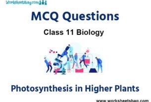 Photosynthesis in Higher Plants MCQ Questions Class 11 Biology