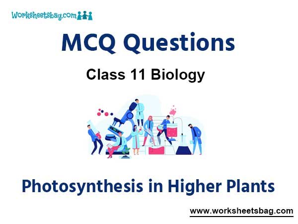 Photosynthesis in Higher Plants MCQ Questions Class 11 Biology