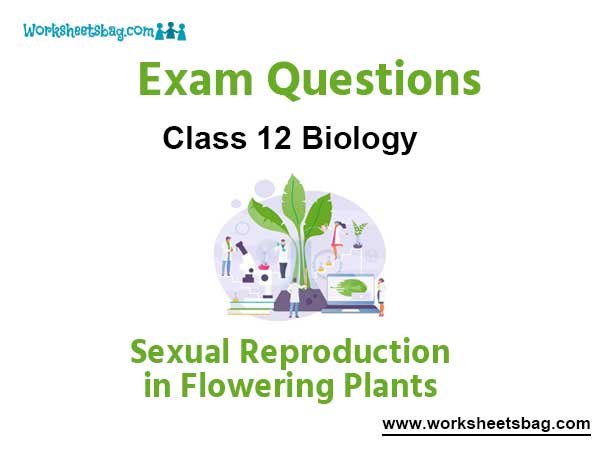 Sexual Reproduction in Flowering Plants Exam Questions Class 12 Biology