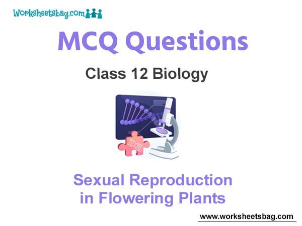 Sexual Reproduction in Flowering Plants MCQ Questions Class 12 Biology