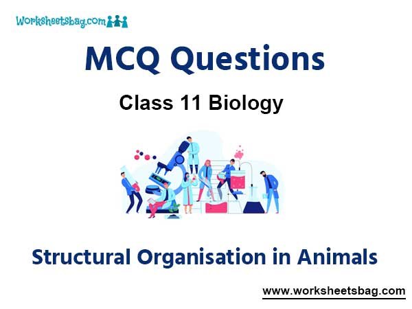 Structural Organisation in Animals MCQ Questions Class 11 Biology