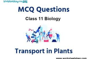 Transport in Plants MCQ Questions Class 11 Biology