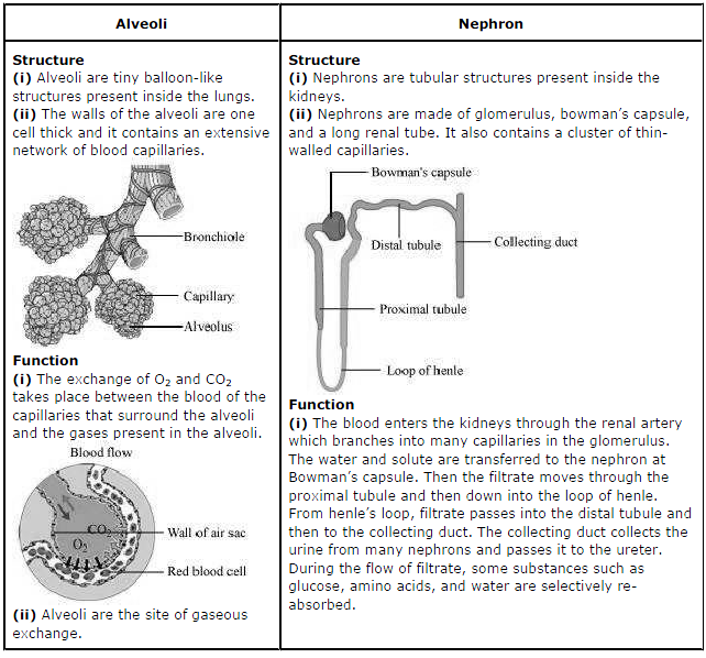 Worksheets Chapter 6 Life Processes Class 10 Science