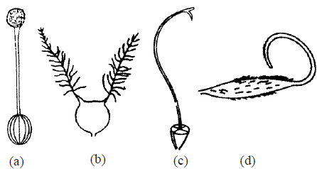 Worksheets Class 12 Biology Sexual Reproduction in Flowering Plants