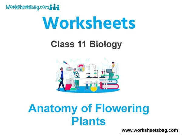 Anatomy of Flowering Plants Class 11 Biology Worksheet