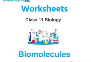 Biomolecules Class 11 Biology Worksheet