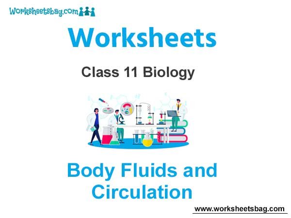 Body Fluids and Circulation Class 11 Biology Worksheet
