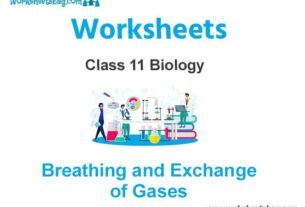 Breathing and Exchange of Gases Class 11 Biology Worksheet