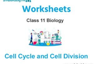 Cell Cycle and Cell Division Class 11 Biology Worksheet