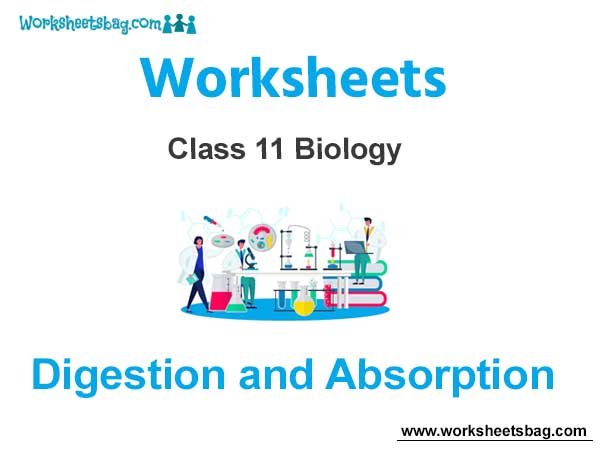 Digestion and Absorption Class 11 Biology Worksheet