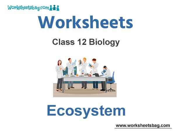 Worksheets Class 12 Biology Ecosystem