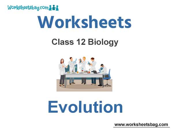 Worksheets Class 12 Biology Evolution