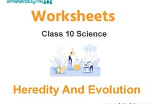 Worksheets Class 10 Science Heredity And Evolution