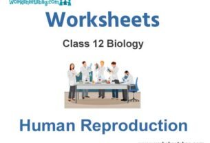 Worksheets Class 12 Biology Human Reproduction