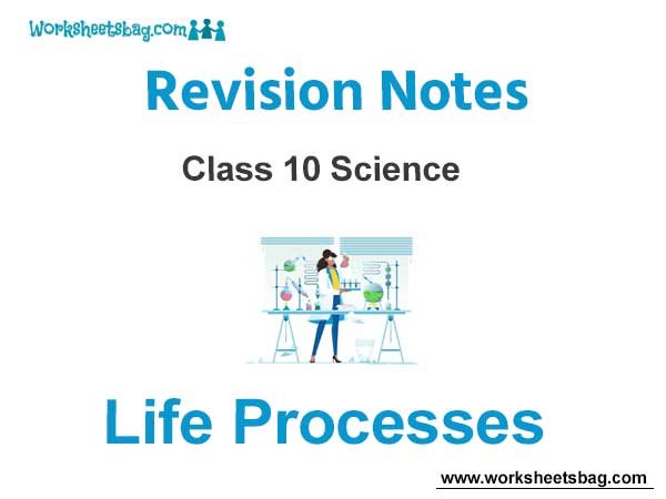 Life Processes Revision Notes