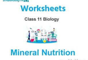 Mineral Nutrition Class 11 Biology Worksheet
