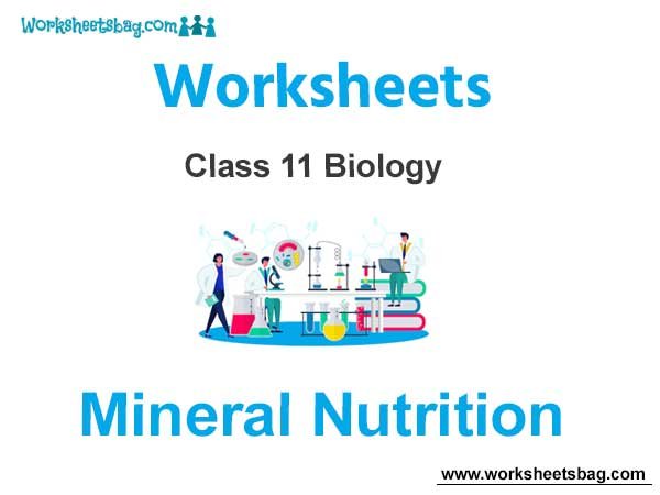 Mineral Nutrition Class 11 Biology Worksheet