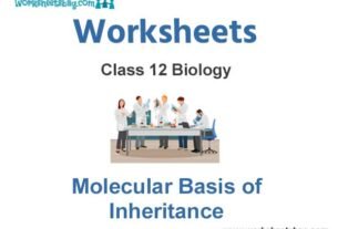 Worksheets Class 12 Biology Molecular Basis of Inheritance