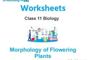 Morphology of Flowering Plants Class 11 Biology Worksheet