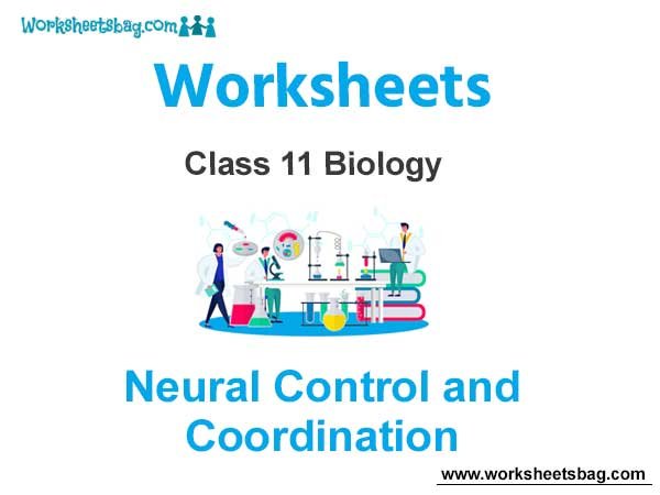 Neural Control and Coordination Class 11 Biology Worksheet