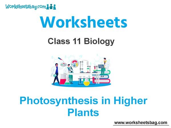 Photosynthesis in Higher Plants Class 11 Biology Worksheet