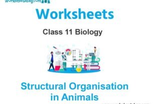 Structural Organisation in Animals Class 11 Biology Worksheet