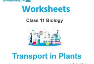 Transport in Plants Class 11 Biology Worksheet
