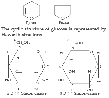 Biomolecules Worksheet Class 12 Chemistry