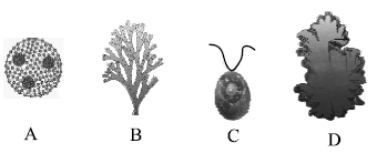 Plant Kingdom Exam Questions Class 11 Biology