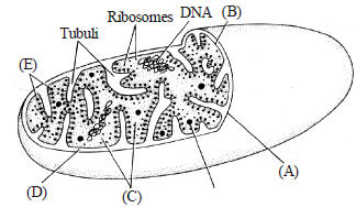 Cell The Unit of Life Exam Questions Class 11 Biology