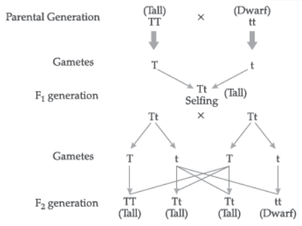 VBQs Heredity And Evolution Class 10 Science