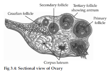 VBQs Human Reproduction Class 12 Biology