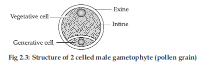 VBQs Sexual Reproduction in Flowering Plants Class 12 Biology