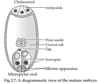 VBQs Sexual Reproduction in Flowering Plants Class 12 Biology