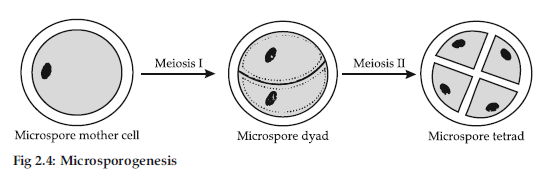 VBQs Sexual Reproduction in Flowering Plants Class 12 Biology