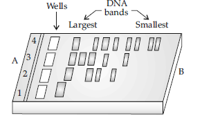 VBQs Biotechnology Principles and Processes Class 12 Biology