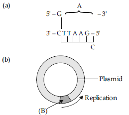 VBQs Biotechnology Principles and Processes Class 12 Biology